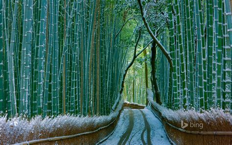 Japan Bamboo Forest Arashiyama 2016 Bing Desktop Wallpaper Preview