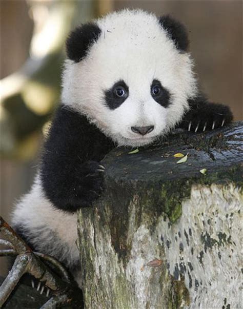 Cute Baby Panda Wallpaper Wallpapersafari