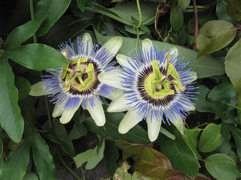 Blue Passion Flower Passiflora Caerulea Blue Passion Flow Flickr