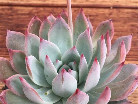 Echeveria Colorata F Brandtii Echeveria Cacti And Succulents