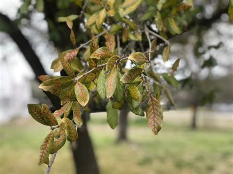 Live Oak Tree Texas Diseases Roused Day By Day Account Fonction