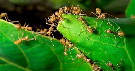 First, you need to thoroughly clean your bedroom from any food or water sources that attractive to ants. Scientists Don't Want To Rely On GPS For Navigation, So ...