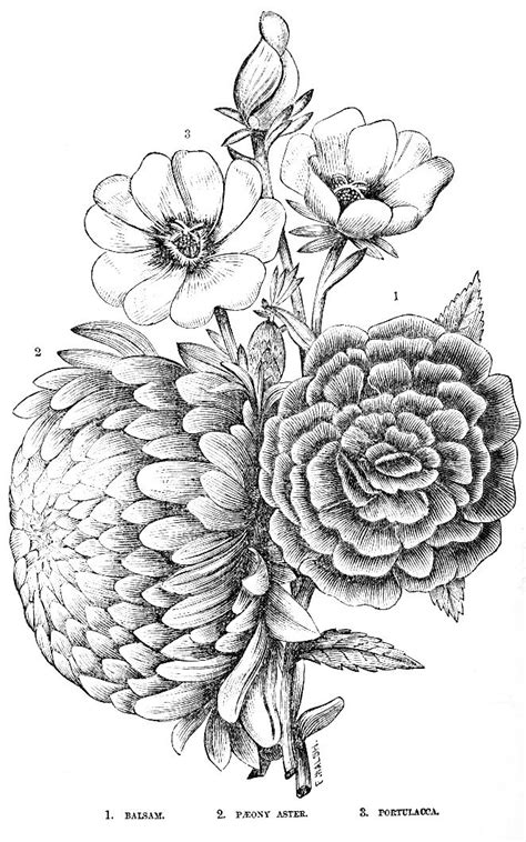 Download Bouquet | Pencil drawings of flowers, Flower coloring pages, Coloring pages