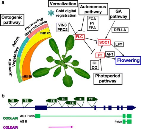 Main Pathways In Plant Flowering And Schematic Illustration Of Flc