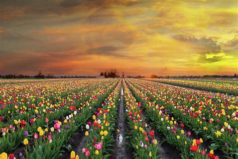 Sunset At Tulip Fields In Bloom Photograph By David Gn