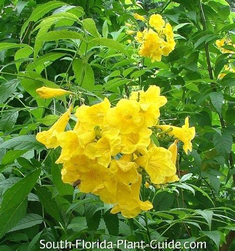 Yellow Flowers Florida Plants Trees To Plant Landscaping Plants