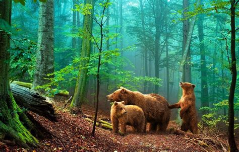 Wallpaper Forest Bears Bears In The Woods Images For Desktop Section