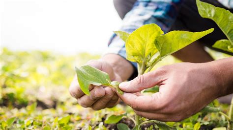 5 Cosas Que Debe Saber Sobre El Medio Ambiente Y La Agricultura