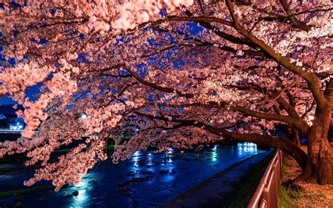 Cherry Blossom Desktop Backgrounds Wallpaper Cave