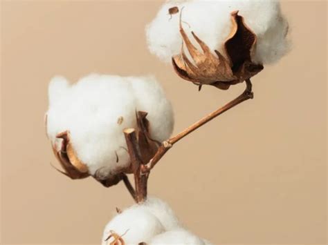 The Advantages Of Organic Cotton Denim Fabric A Sustainable And