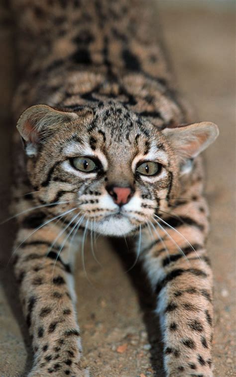 15 Wild And Exotic Cats That Can Be Kept As Pets Page 15 Of 15 Cats