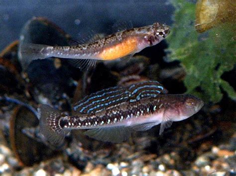 Two Spotted Goby Alchetron The Free Social Encyclopedia
