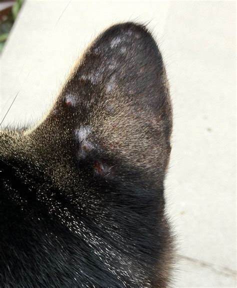 My 2 Year Old Male Cat Gets Bumps That Scab Over On The Outside Cats