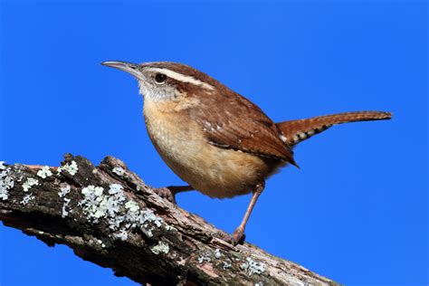 Popular Backyard Birds Of South Carolina With Pictures Birdwatching