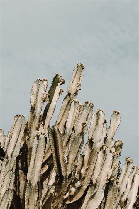Closeup Shot Of A Beautiful Large Cacti Tree With Long Spiky Branches