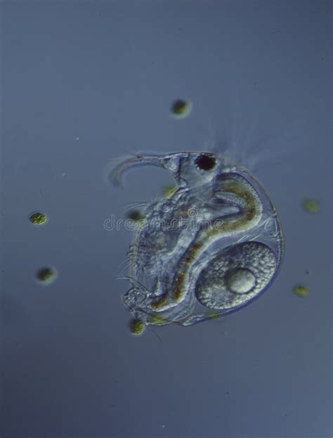 Rotary Animals Under The Microscope Stock Image Image Of Plasma