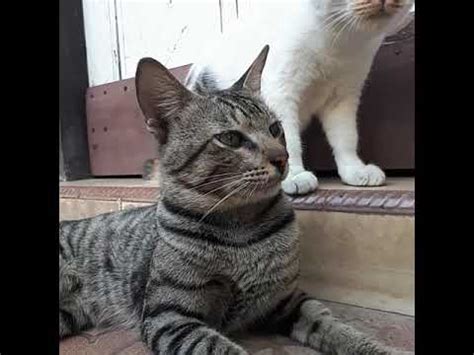 We did not find results for: kucing putih dan kucing hitam - YouTube