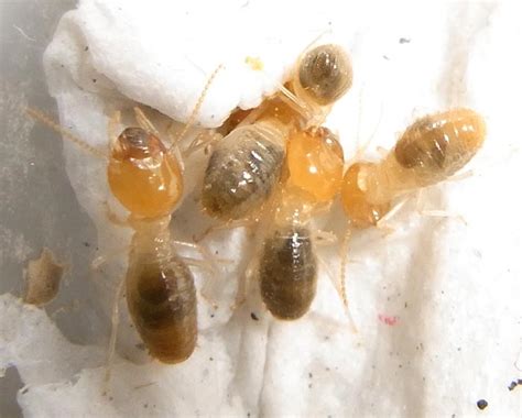 Termite Identification Termite Web
