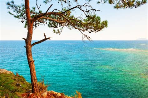 Wild Pine Tree On The Sea Coast At Sunset Stock Image Image Of Sunset