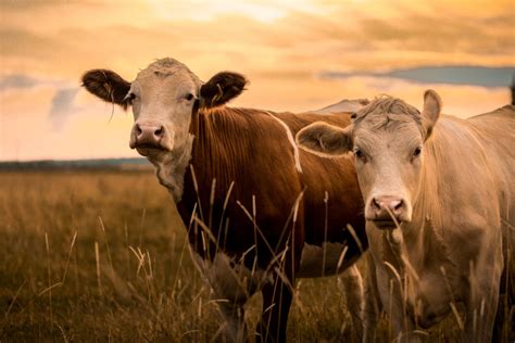 7 Reasons Why Livestock Insurance Is a Necessity