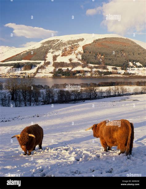 Two Highland Cows In Snow Near Lochearnhead Stirling Scotland Uk