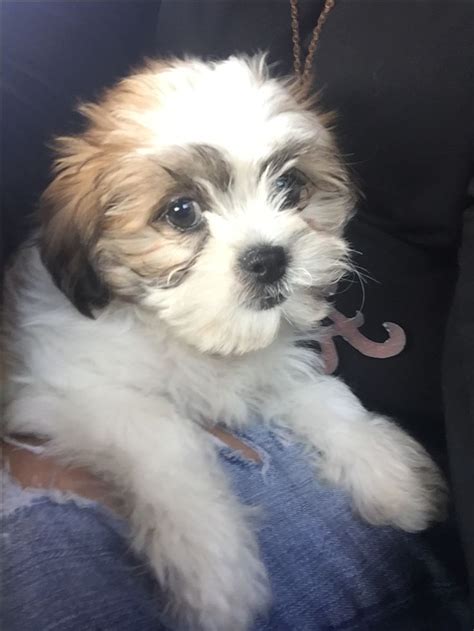 171 best images about shichon on Pinterest | Shih tzu mix ...