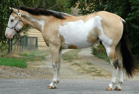 Registered Apha Paint Champagne Buckskin Frame Overo What A Mix Of