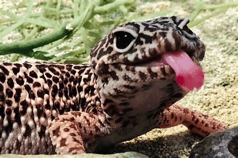 Why Do Lizards Flick Their Tongues Explained