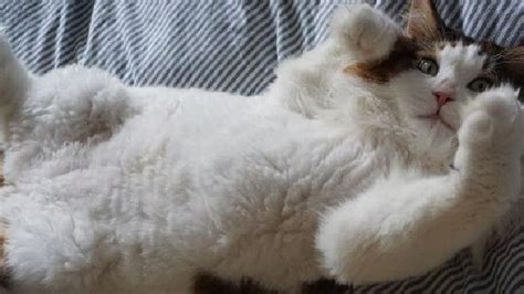 New York Citys Largest Cat Samson Becomes An Instagram Star Cat