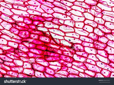 Light Photomicrograph Of An Onion Epidermus Cells Seen Through A