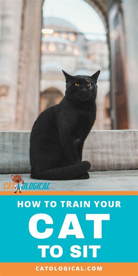 Был ли этот ответ полезен? How to train your cat to sit...is that even possible?! You ...