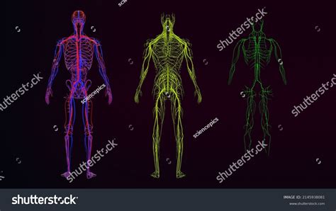 Human Arteries Veins Nerves Lymph Nodes Stock Illustration 2145938081