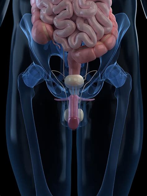 Male Reproductive System Artwork By Sciepro