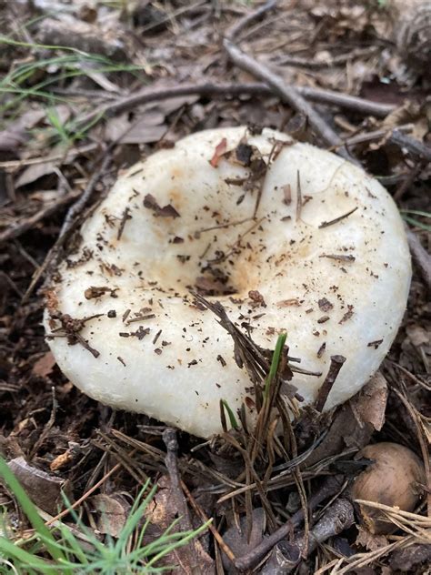 Mushrooms Found In North Georgia Rbiology