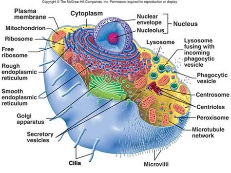 Structure of animal cell in biology. Lecture 4-6: Cellular Biology | science | Pinterest | Cell ...