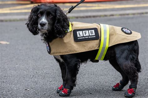 London Fire Brigade Dogs And Crews Get Tailored Golden Outfits In