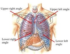 The rib cage protects the organs in the thoracic cavity, assists in respiration, and provides support for the upper extremities. Organs Under Lower Left Rib Cage | apexwallpapers.com