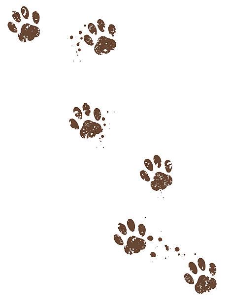 Paw Print Illustrations Royalty Free Vector Graphics And Clip Art Istock