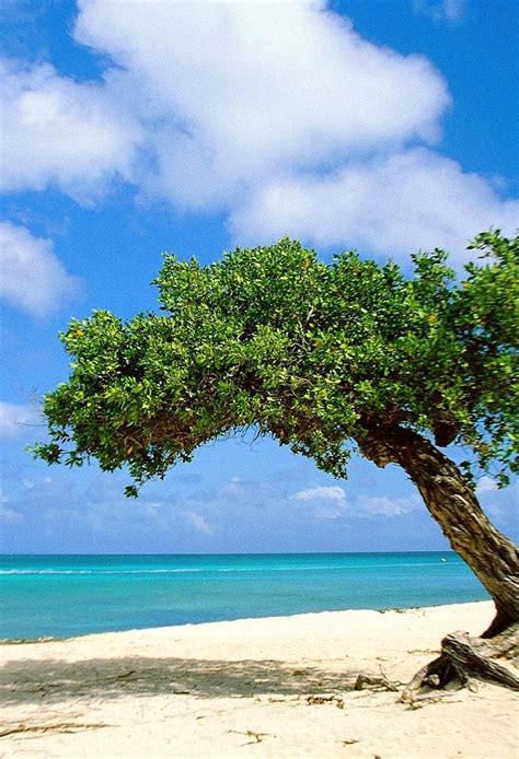 Divi Divi Tree Aruba Places To Travel Aruba Pictures Beautiful Beaches