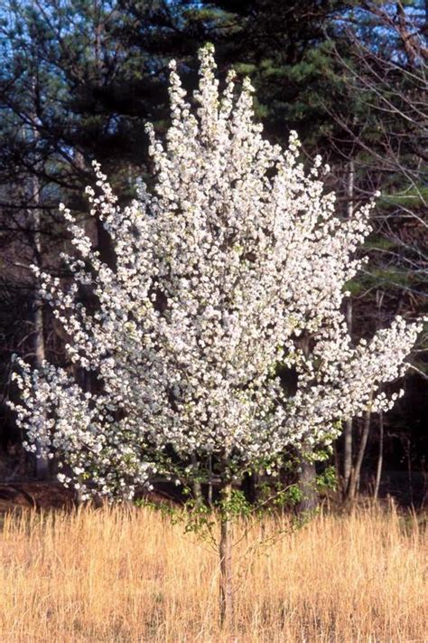 Mdc Encourages Public Not To Plant Invasive Bradford Pear Trees