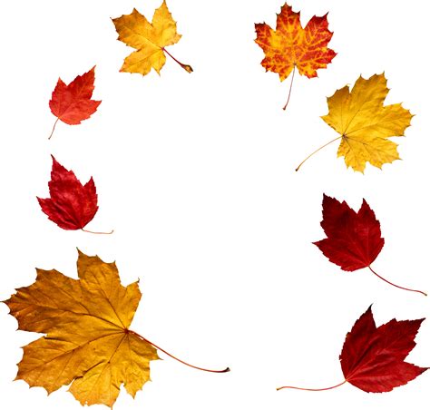 43 Autumn Leaves Png Images For Download