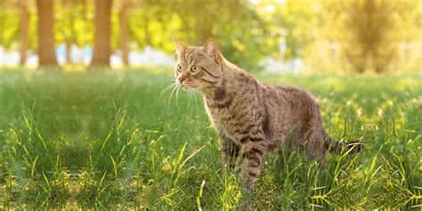 Pet News in Fort Collins, CO | Front Range Veterinary Clinic