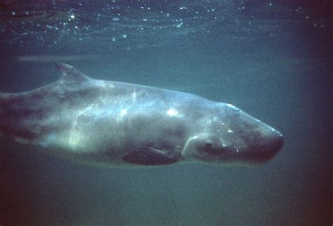 Things You Did Not Know About Whales Tarafuwara