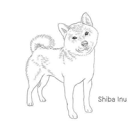 Shiba Inu Coloring Pages Coloring Pages