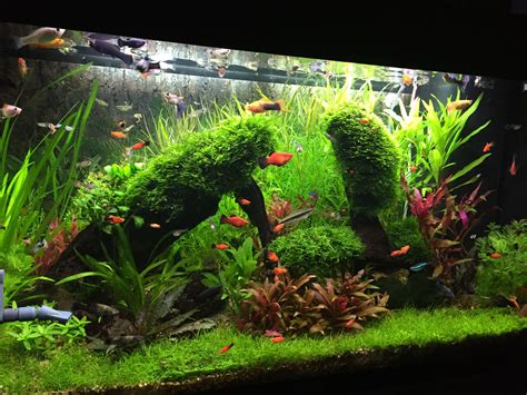 Pin by Drazen on My tanks | Fish tank plants, Freshwater aquarium