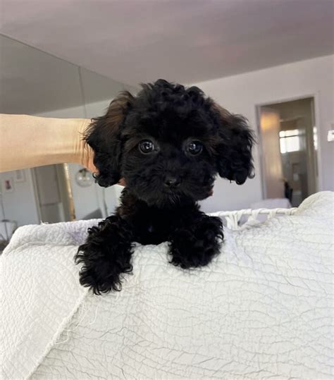 Teacup Black Poodle Puppy For Sale Iheartteacups