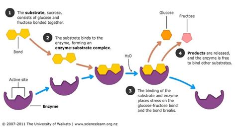 Eine protease (auch peptidase oder proteinase genannt ) ist ein enzym , das die proteolyse , den abbau von proteinen in kleinere polypeptide oder einzelne aminosäuren , katalysiert (die. schema digestion du sucre - Ecosia | Lipides, Schéma