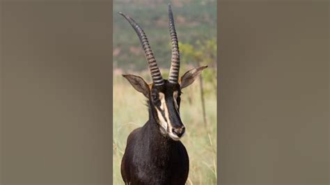 Giant Sable Antelope 🦌the Enchanting World Of Majesty Unveiled 🌿