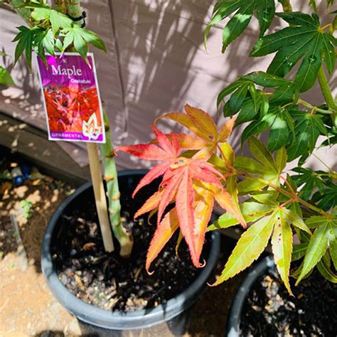 Acer Palmatum Osakazuki Sweet Fairy Plants