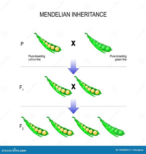 Herencia Mendeliana Modelo De Las Leyes Del ` S De Mendel Ilustración